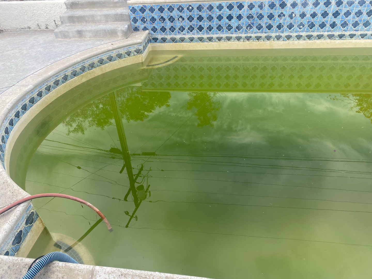 Neglected pool with murky green algae water and a blue patterned tile border, hoses over the edge