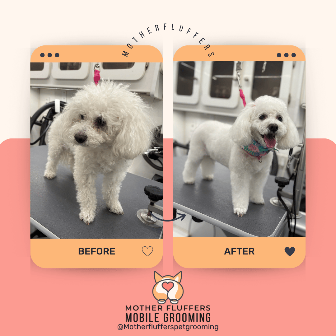 Before and after of a white poodle mix, shaggy before and finished with a neat rounded cut and floral bandana