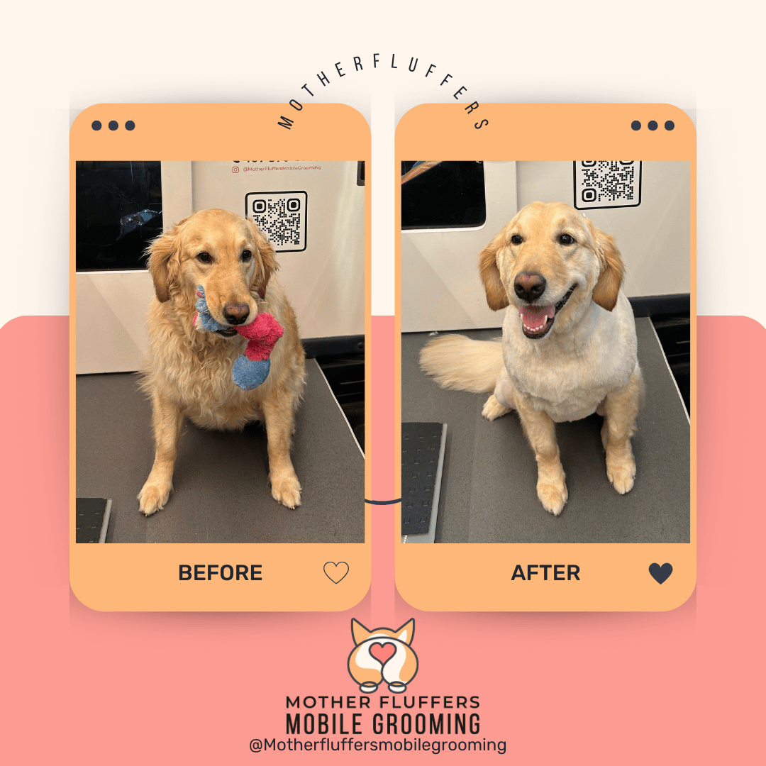 Before and after of a golden retriever holding a toy, then brushed, trimmed and smiling in the van