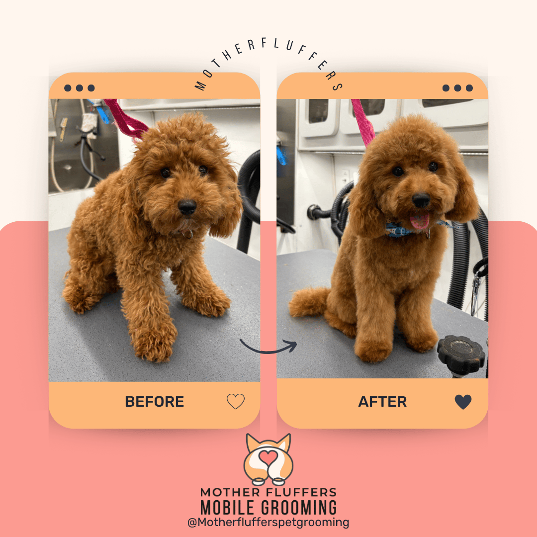 Before and after of a red toy poodle, curly then a teddy-bear trim with a bandana