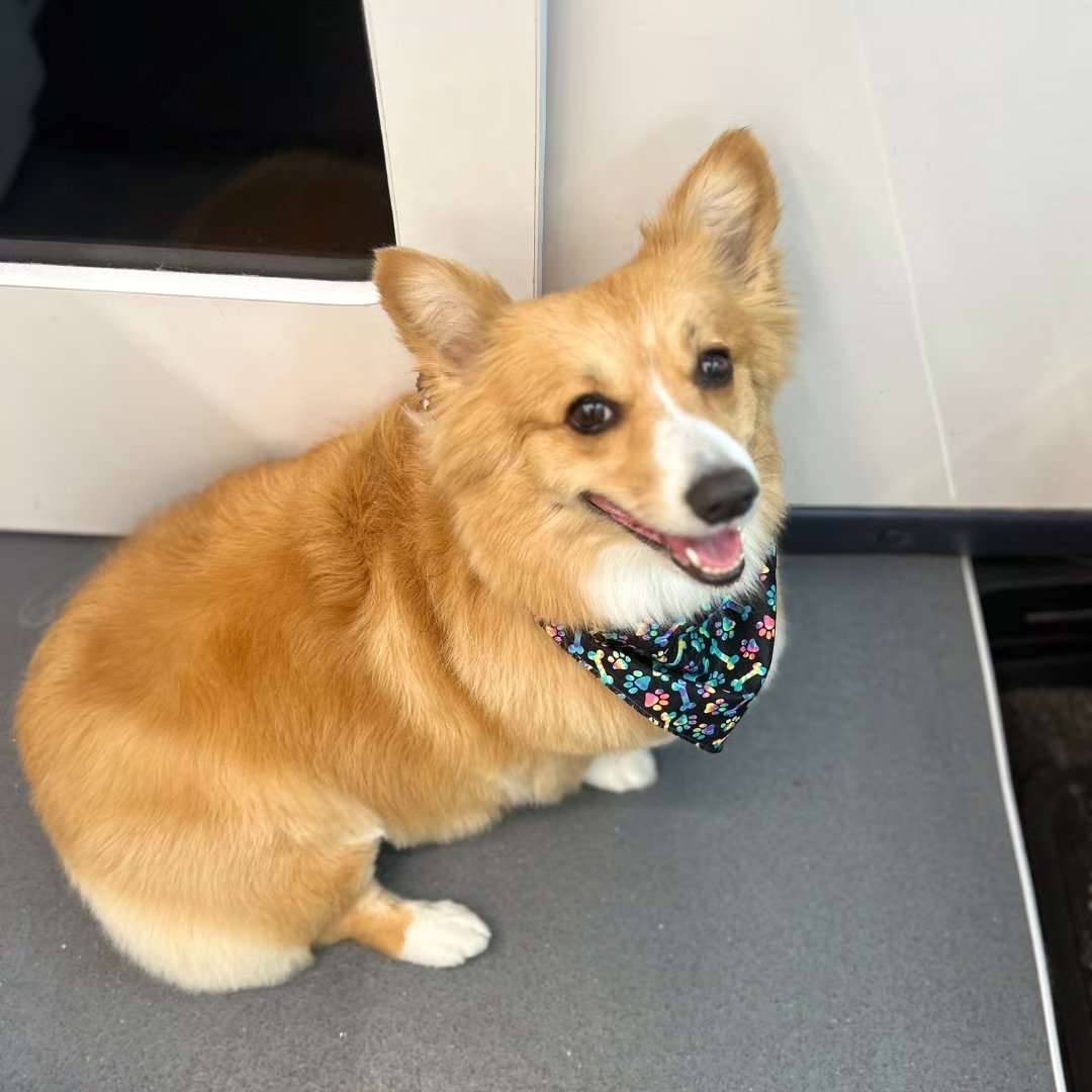 Freshly groomed fluffy corgi in a black paw-print bandana on the grey grooming table