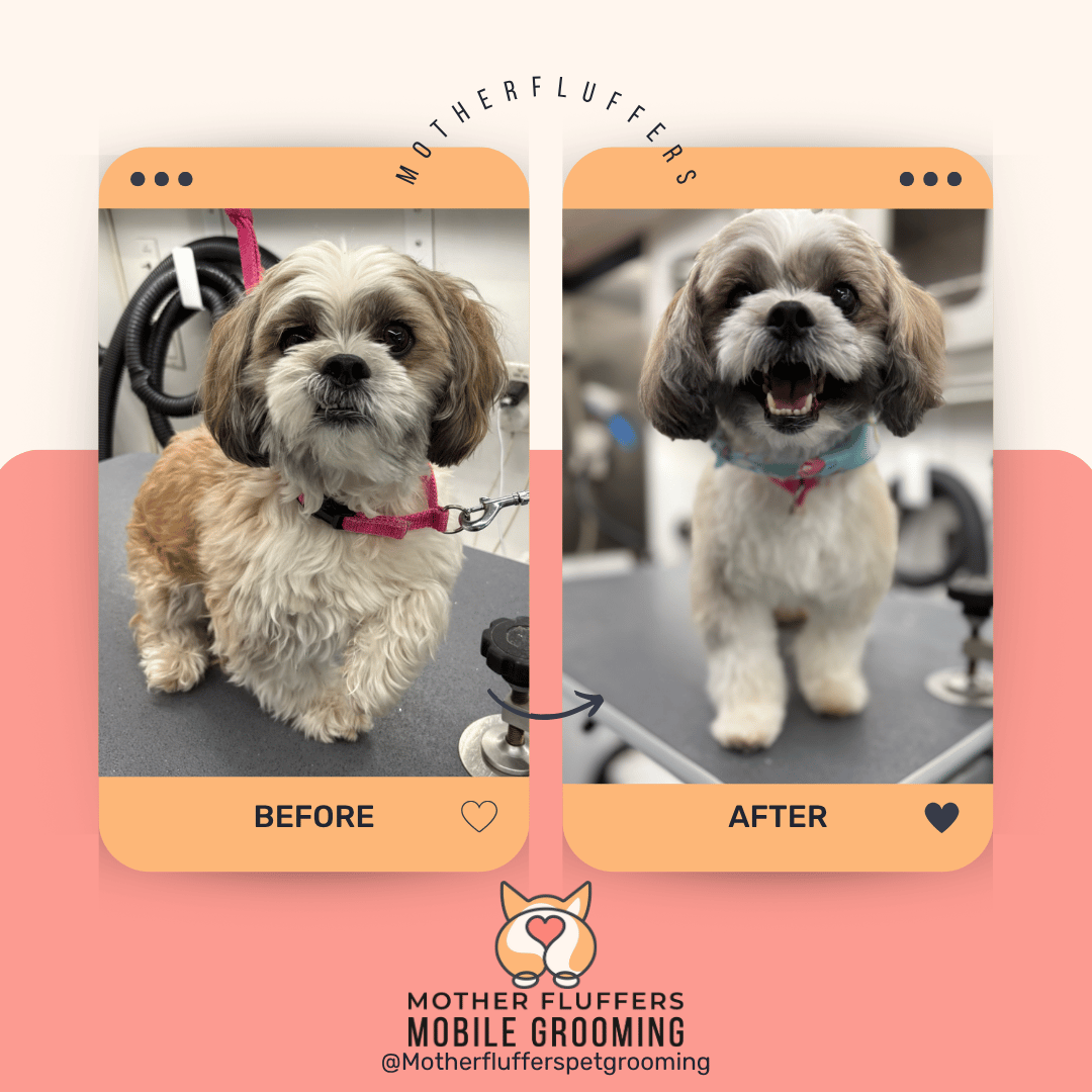 Before and after of a shih tzu on the van grooming table, shaggy then neatly trimmed with a bandana