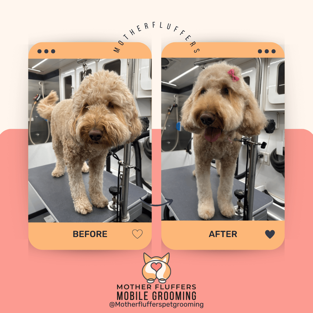 Before and after of a curly goldendoodle in the grooming van, finished with a pink bow