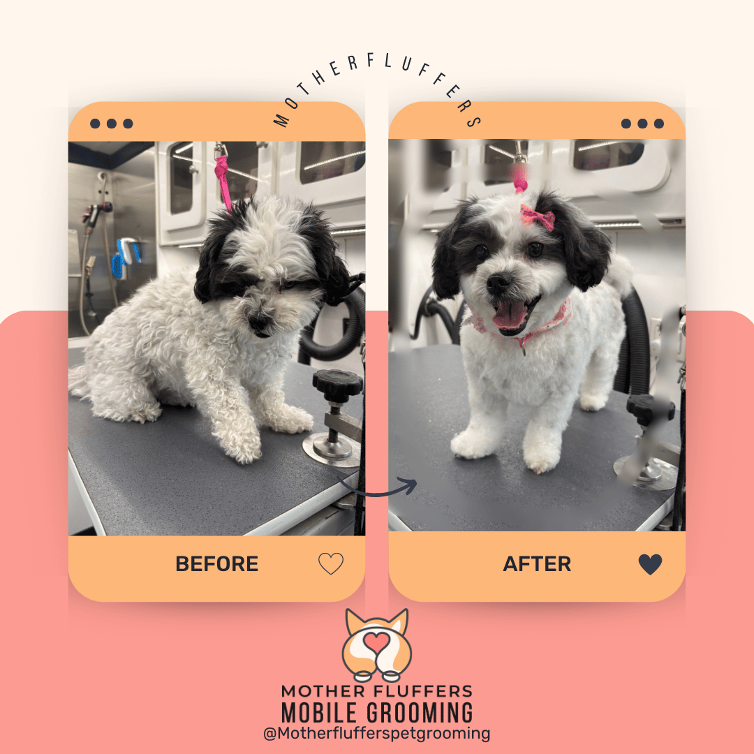 Before and after of a small black and white fluffy dog, finished with a pink bow and collar