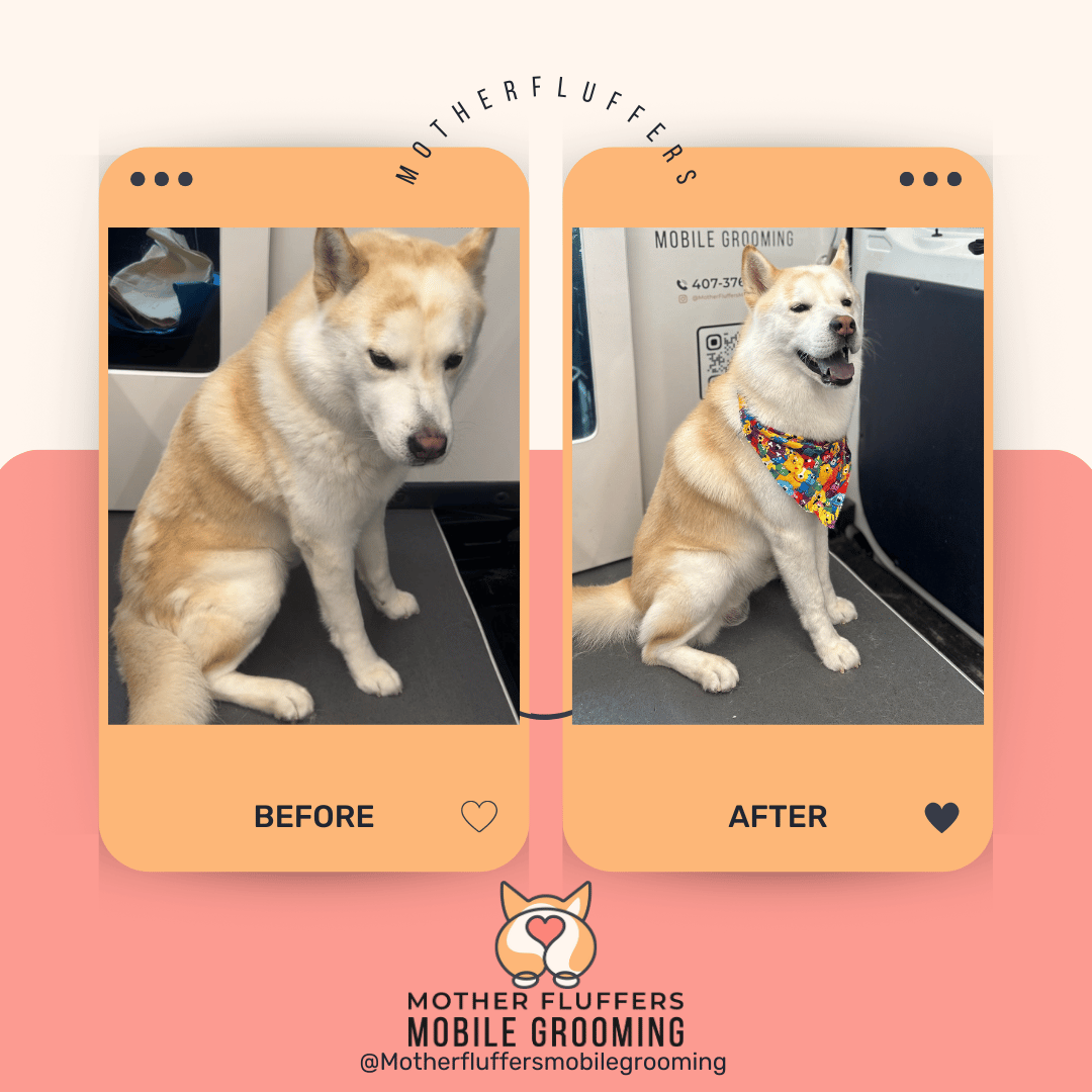Before and after of a cream husky-type dog in the van, brushed out with a colorful bandana