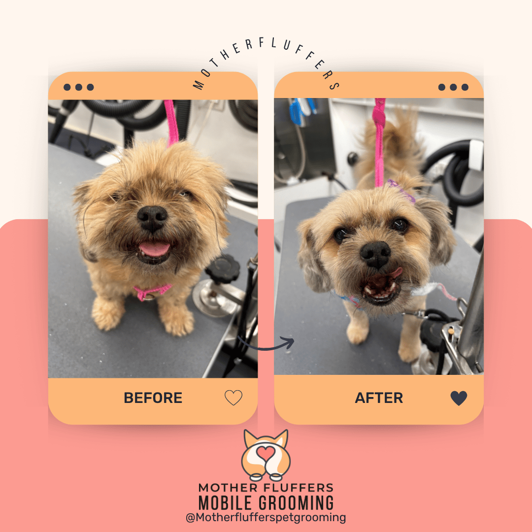 Before and after of a scruffy tan terrier mix with a freshly trimmed face