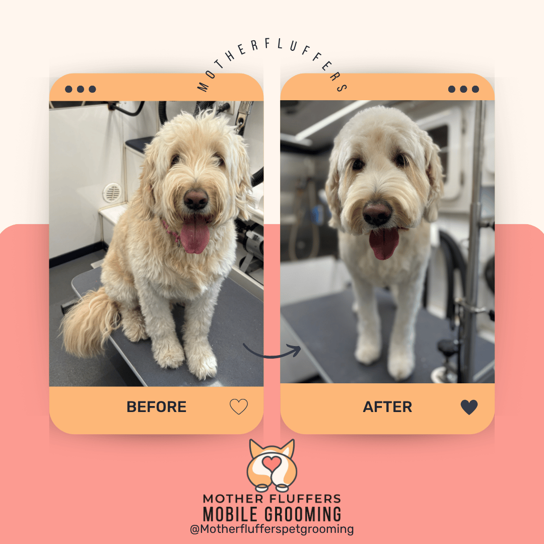 Before and after of a shaggy cream goldendoodle, trimmed short and standing on the van table